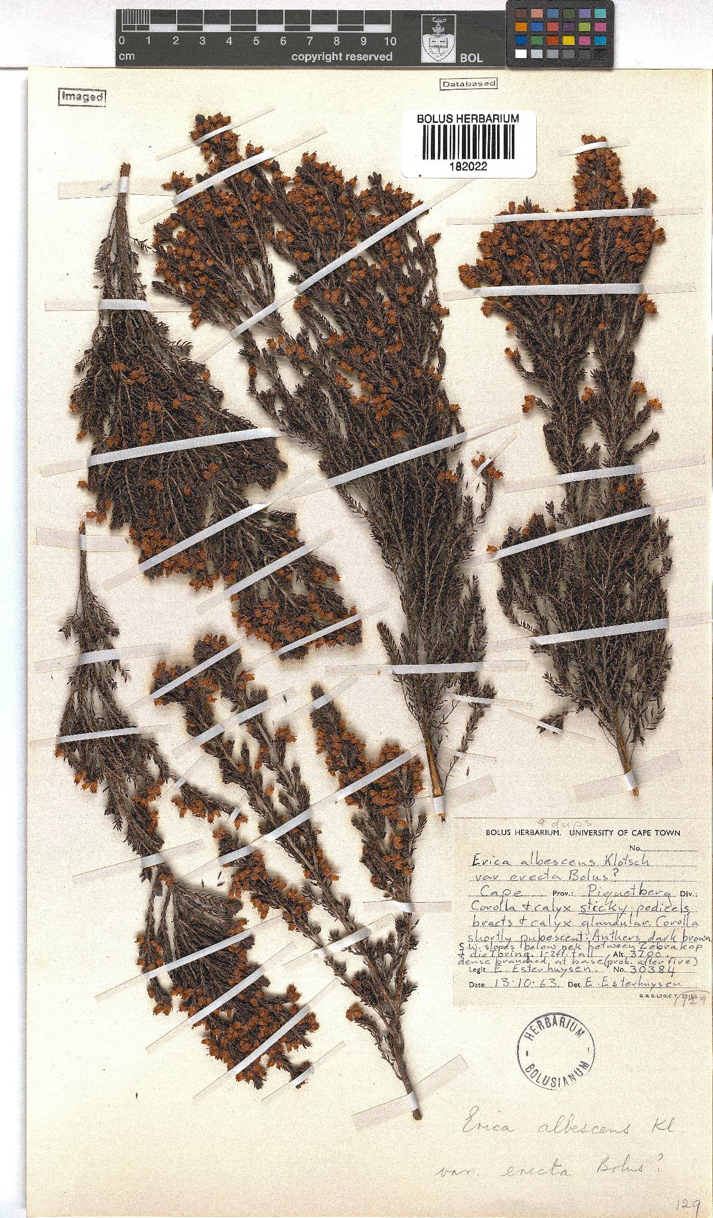 Erica albescens image