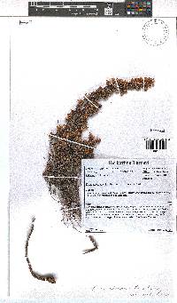 Erica albescens var. erecta image