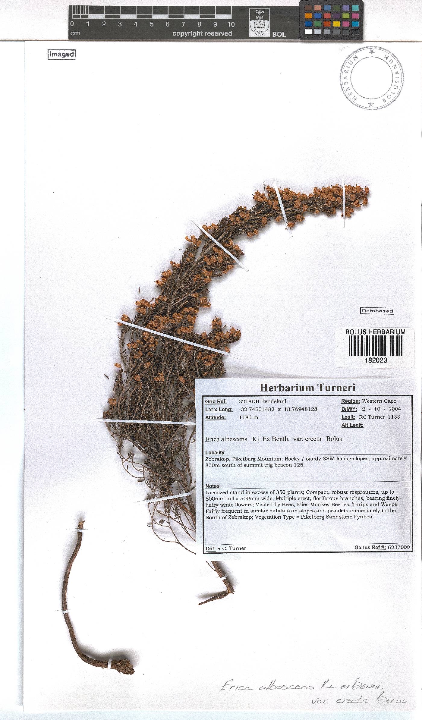 Erica albescens image