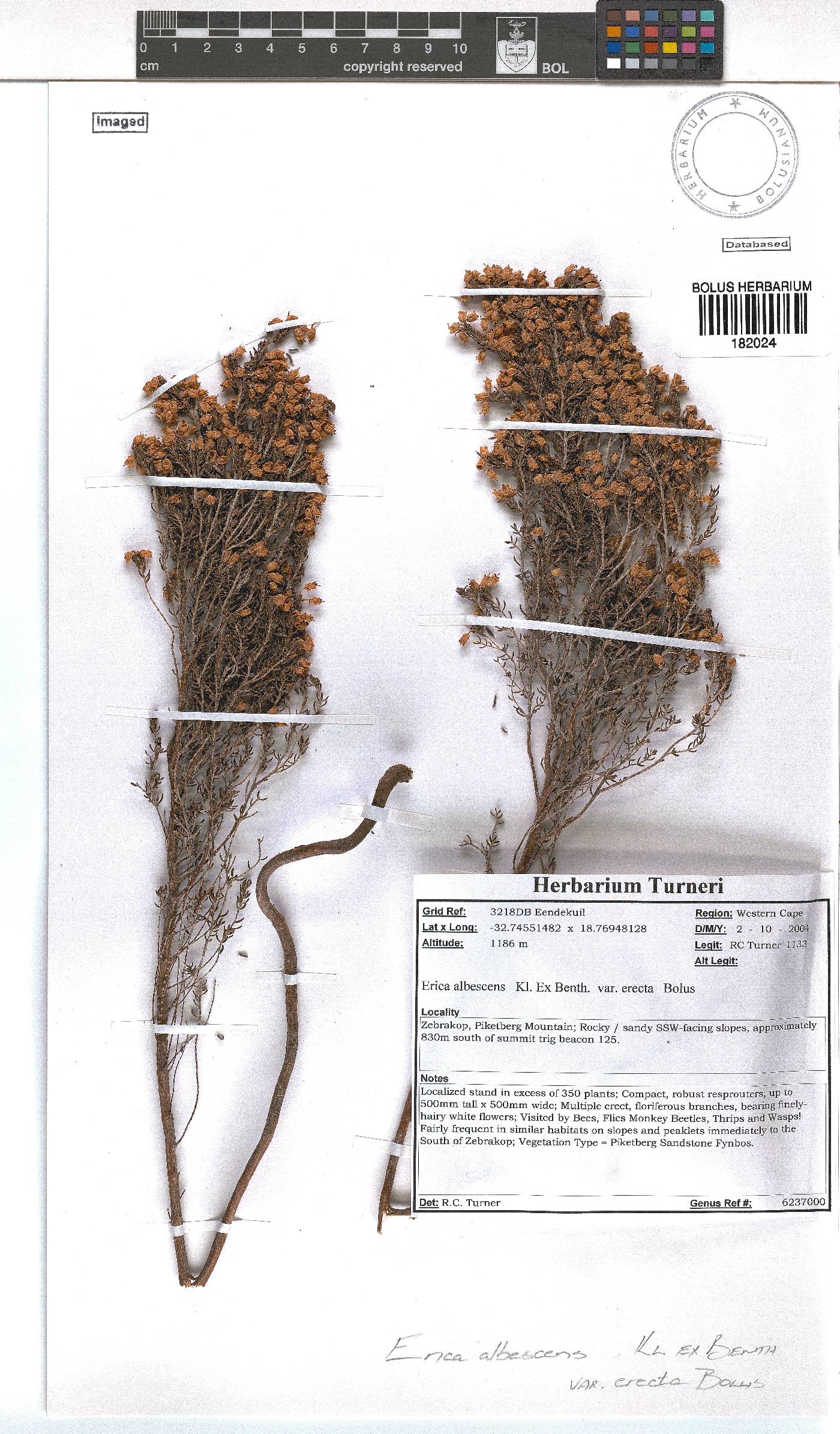 Erica albescens var. erecta image