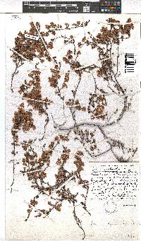 Erica dysantha image