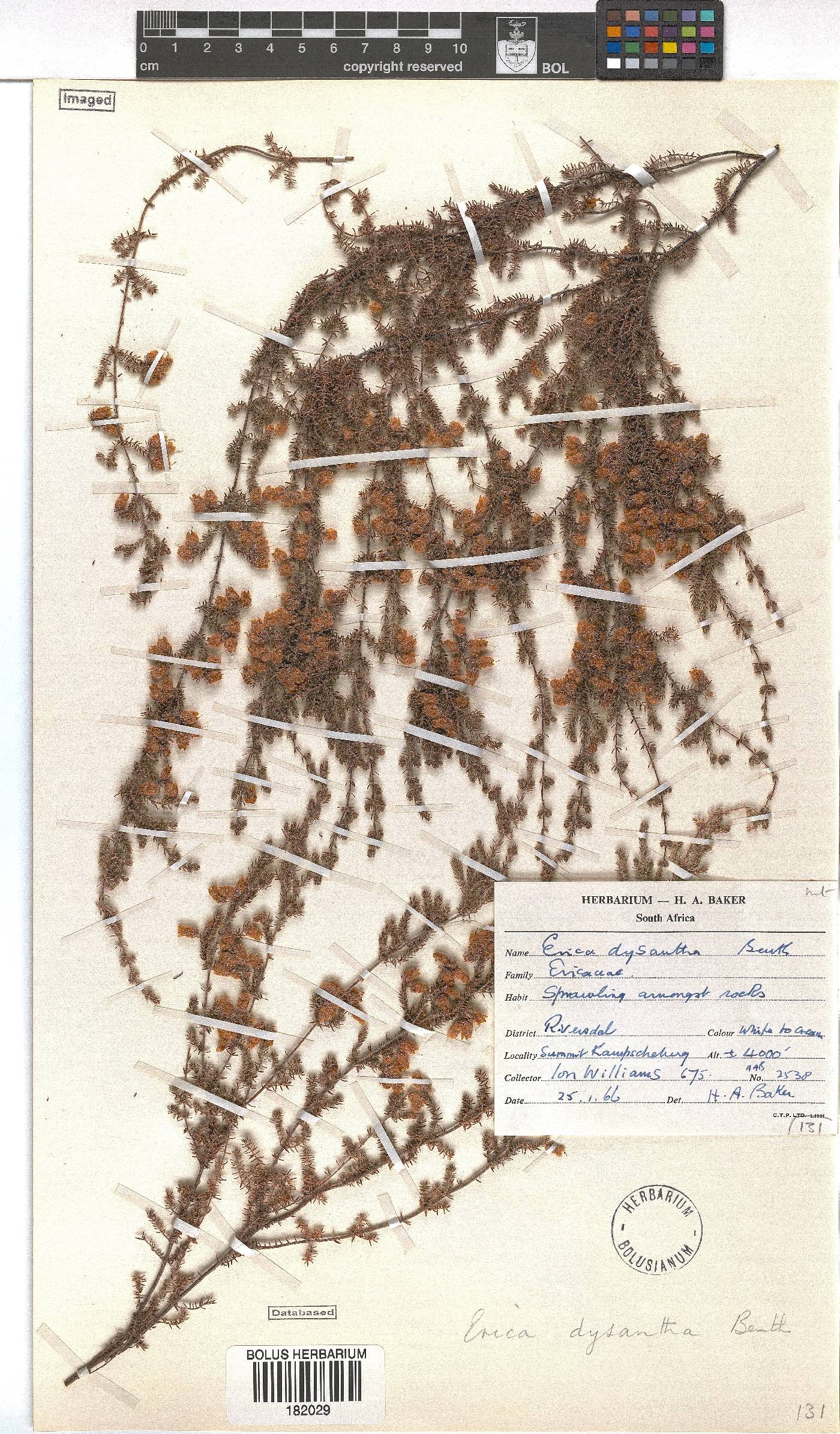 Erica dysantha image