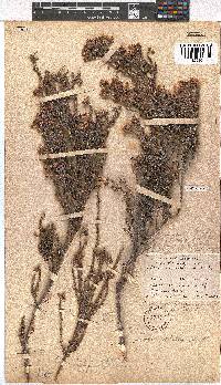 Erica verecunda image