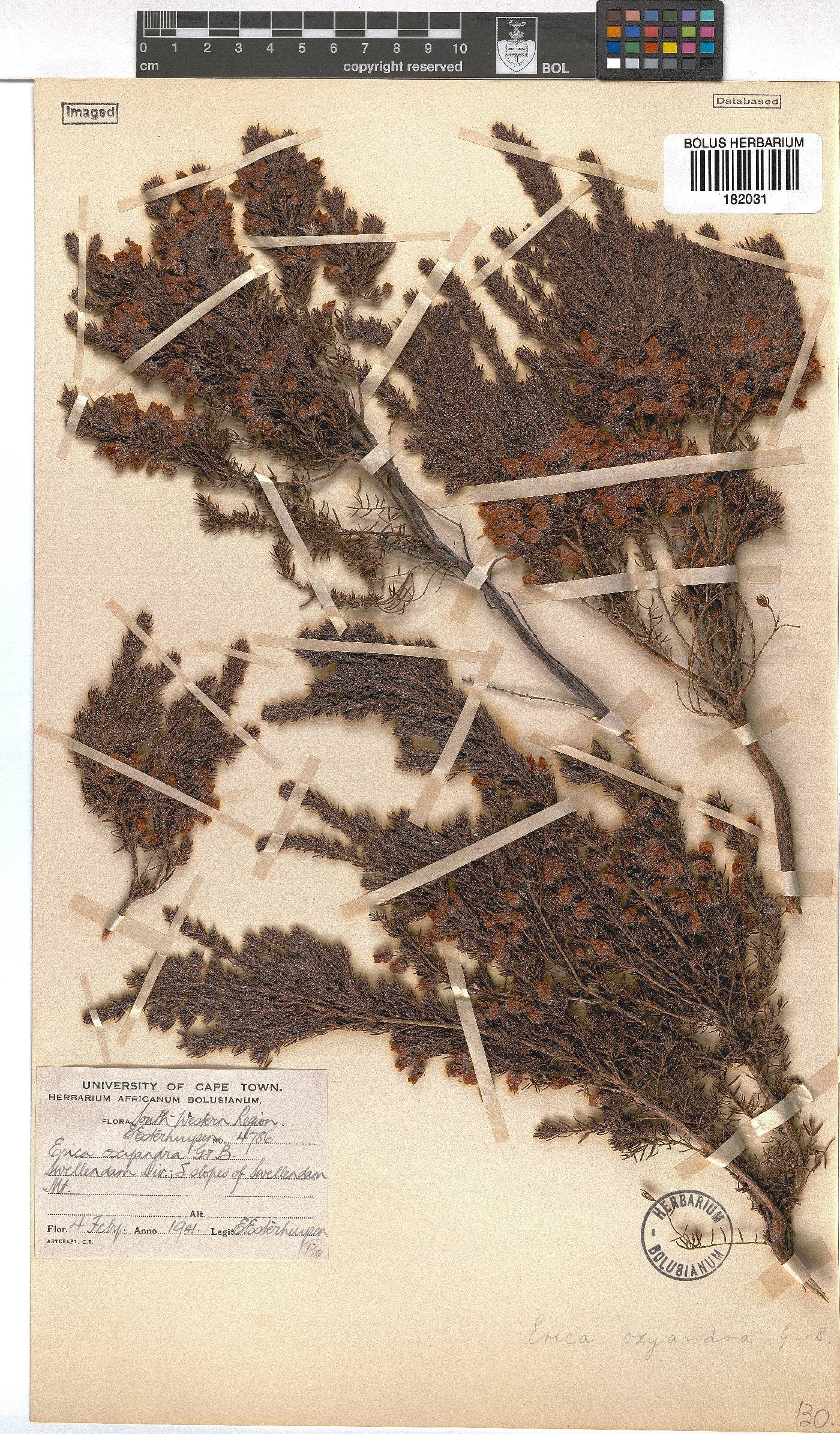 Erica oxyandra image