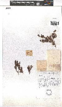 Erica oxyandra image