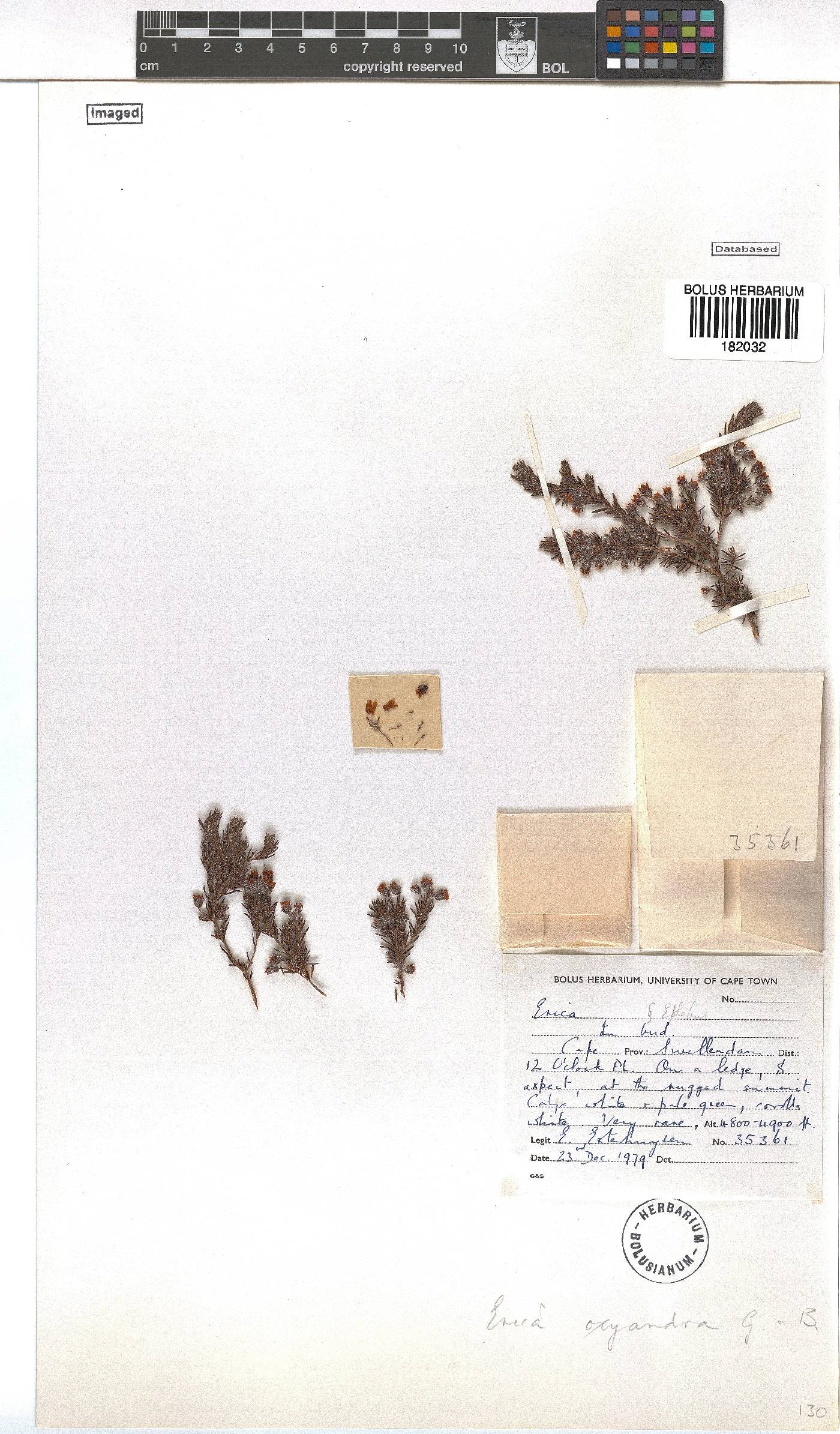 Erica oxyandra image