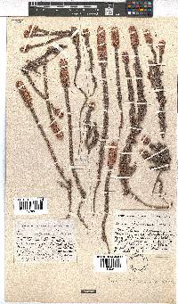 Erica alopecurus image