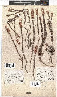 Erica alopecurus image