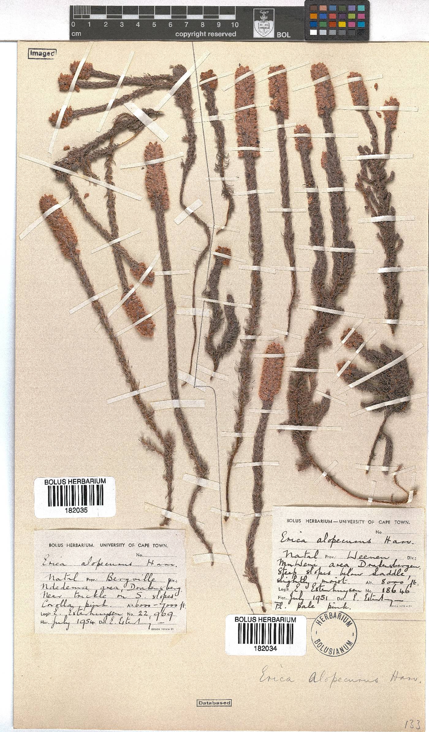 Erica alopecurus image