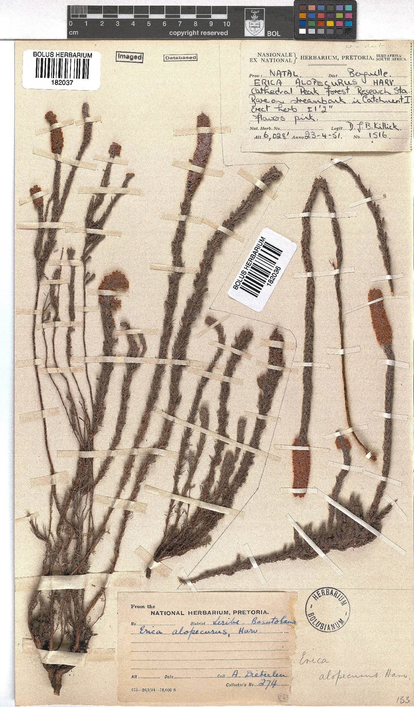 Erica alopecurus image