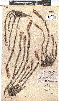 Erica alopecurus image