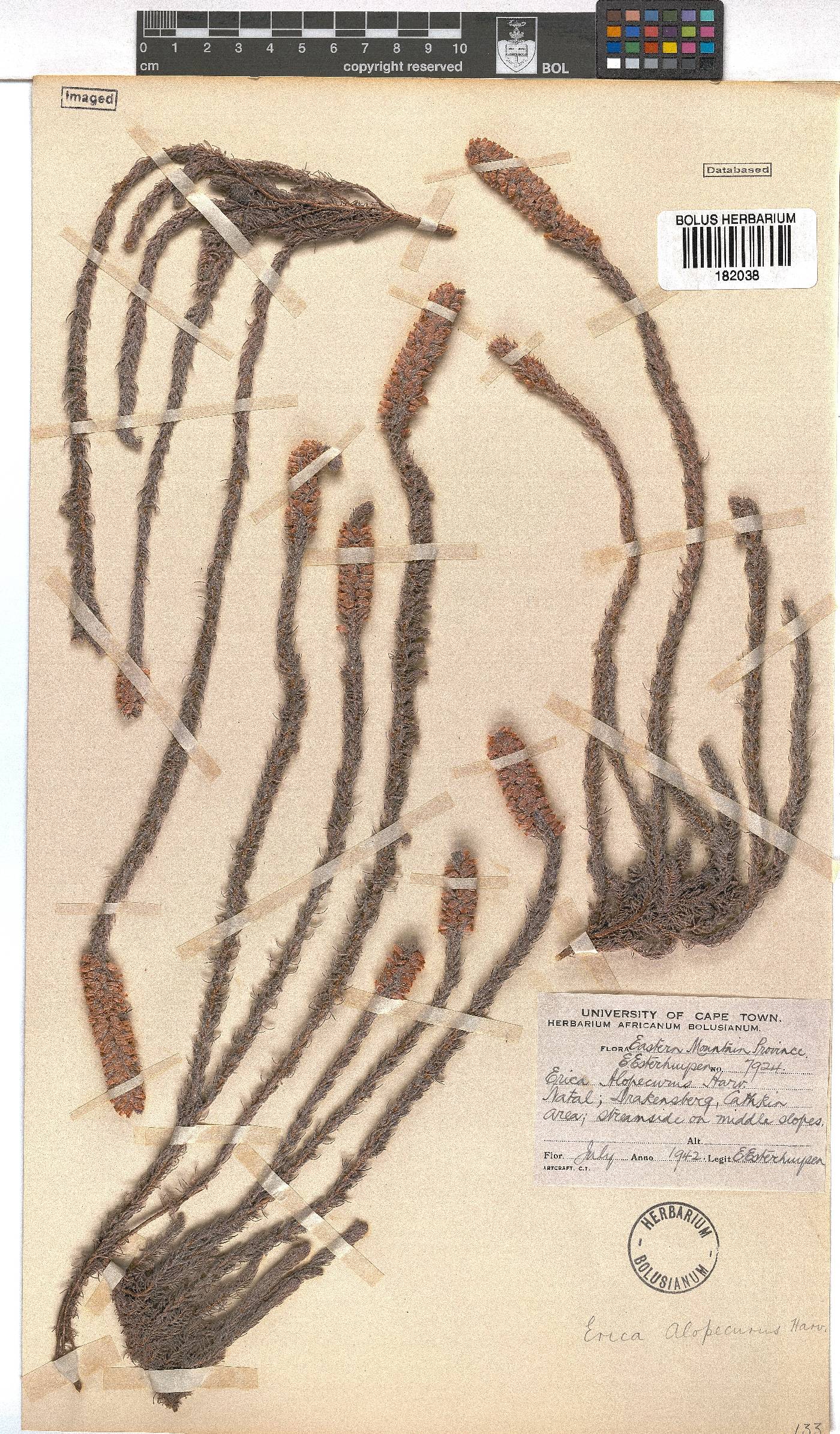Erica alopecurus image