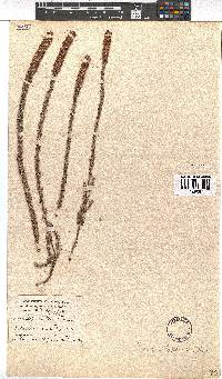 Erica alopecurus image