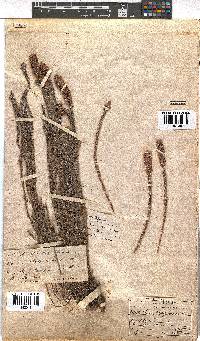 Erica alopecurus image