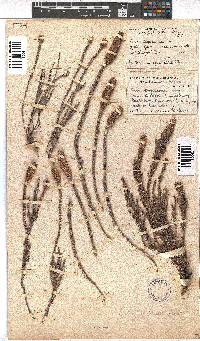 Erica alopecurus image