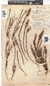 Erica alopecurus image