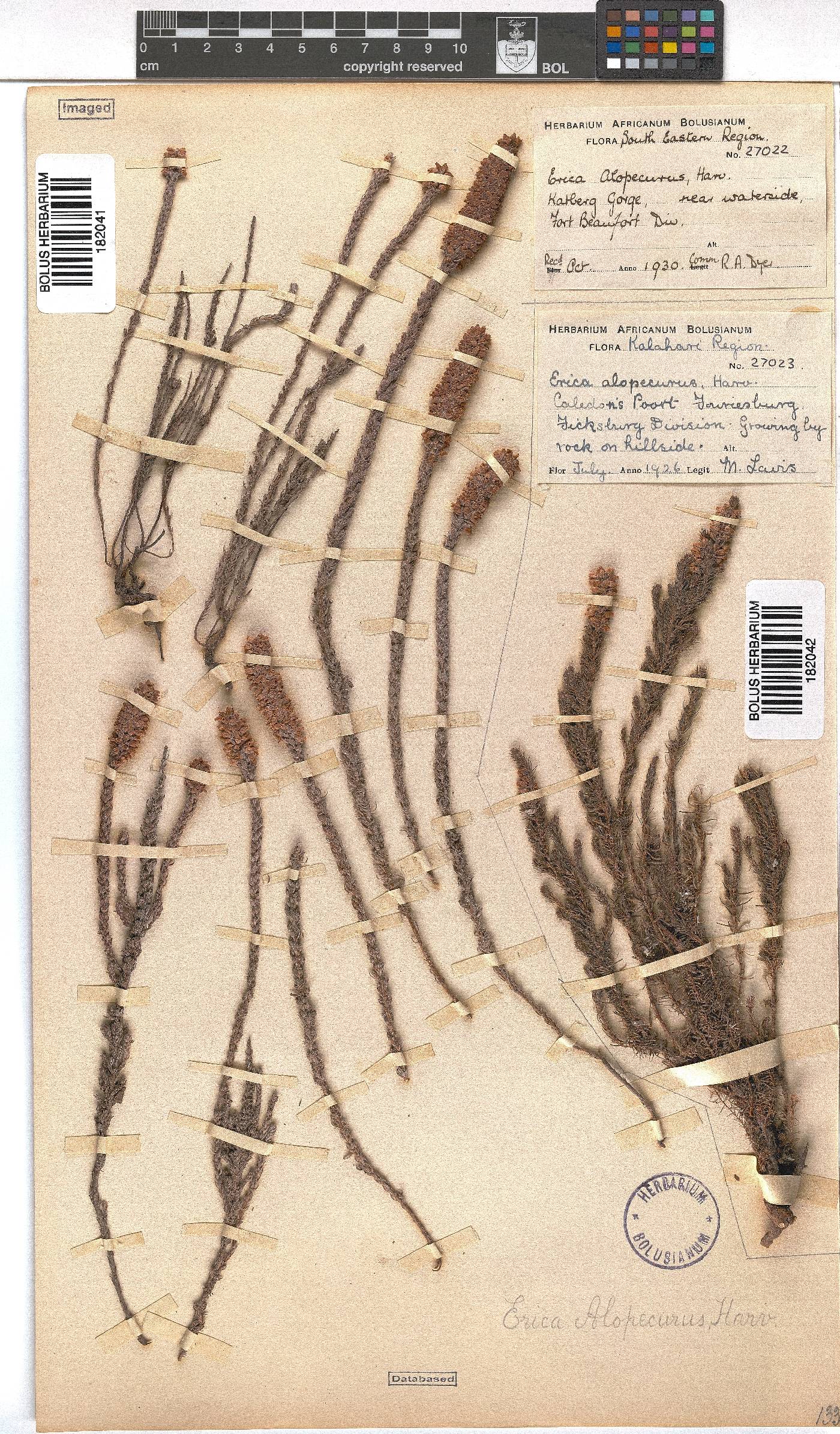 Erica alopecurus image