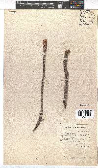 Erica alopecurus image