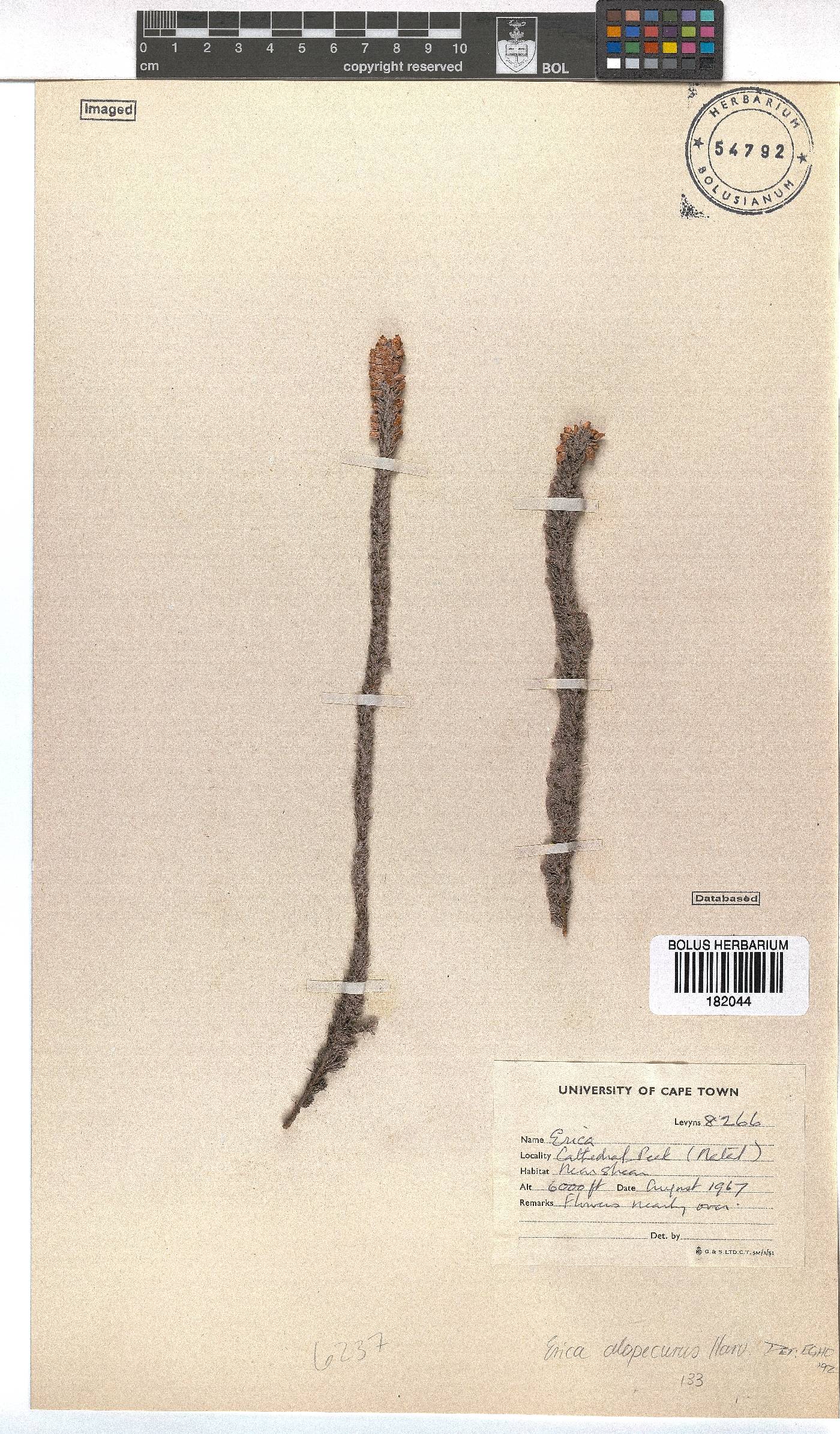 Erica alopecurus image