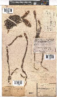 Erica alopecurus image