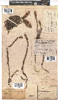 Erica alopecurus image