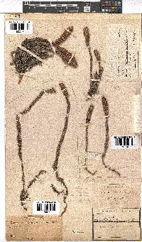 Erica alopecurus image