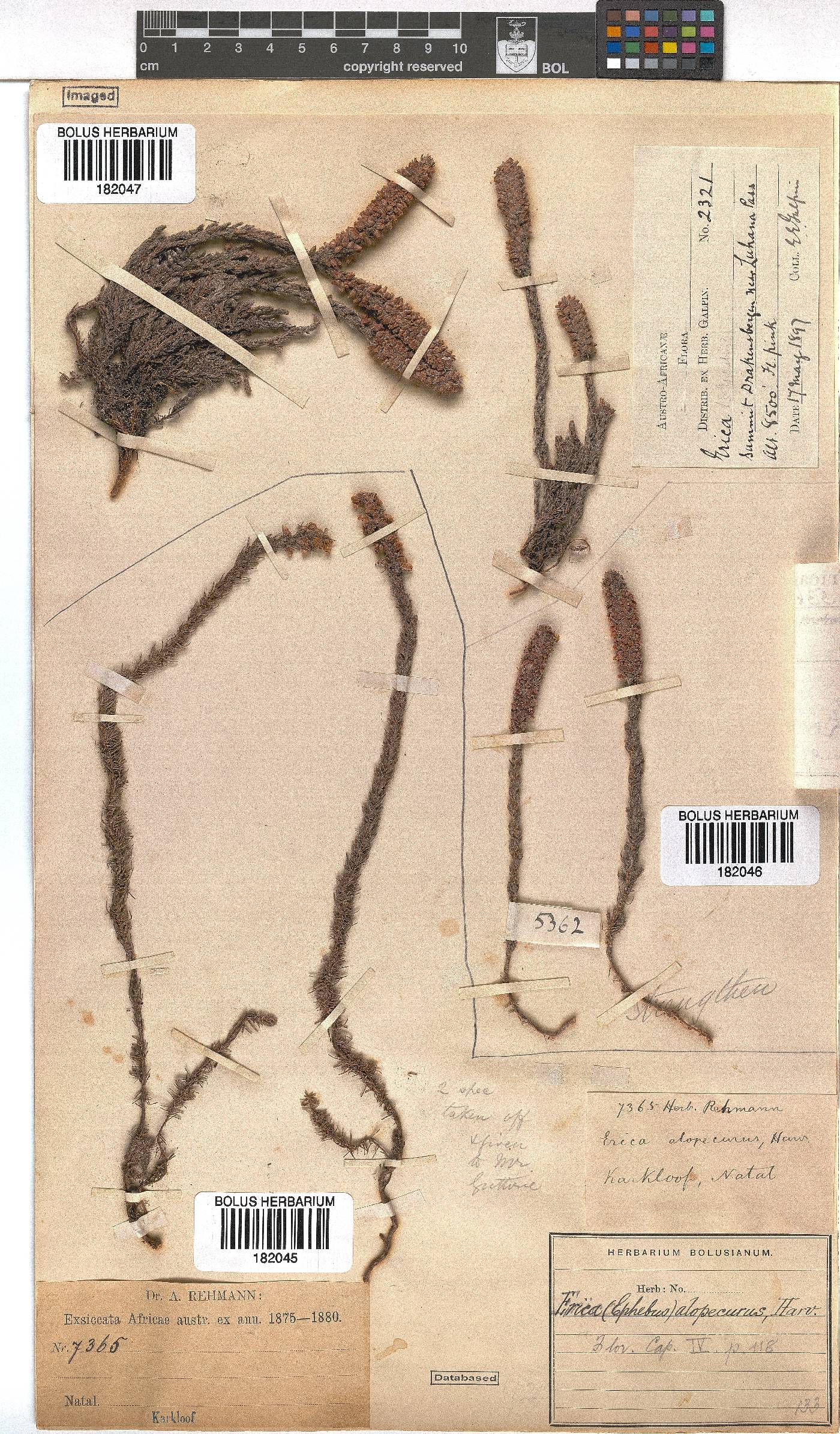 Erica alopecurus image