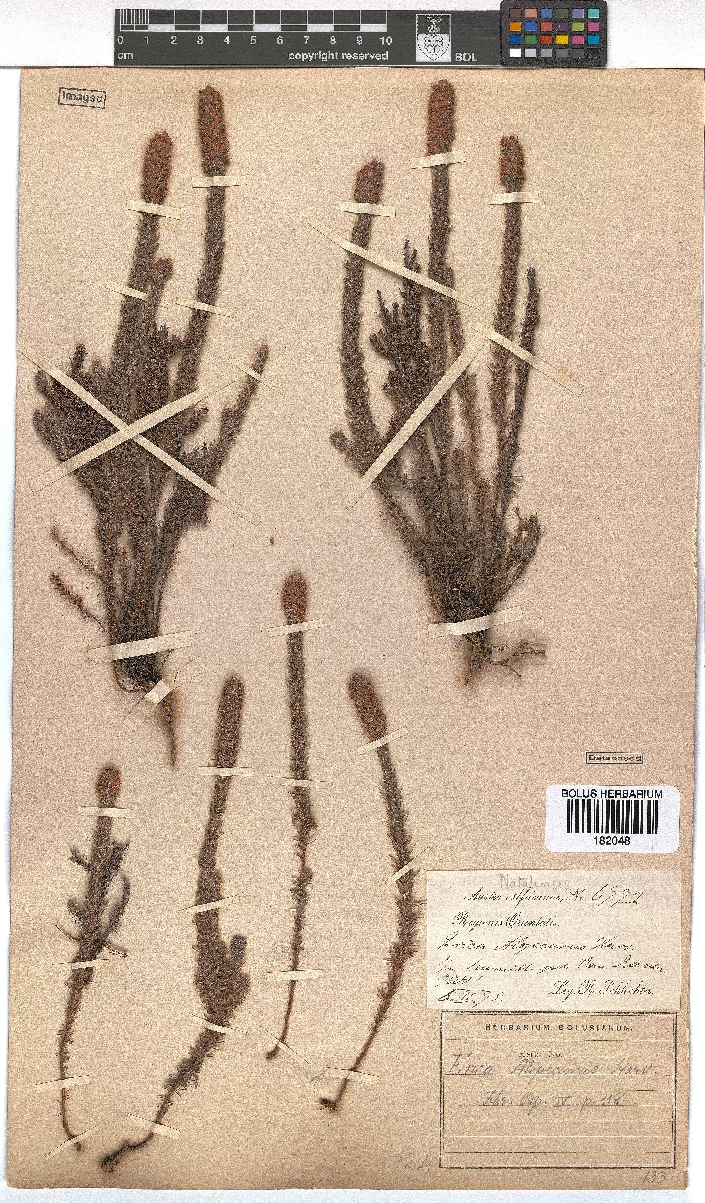 Erica alopecurus image