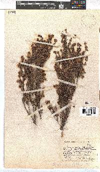 Erica distorta image