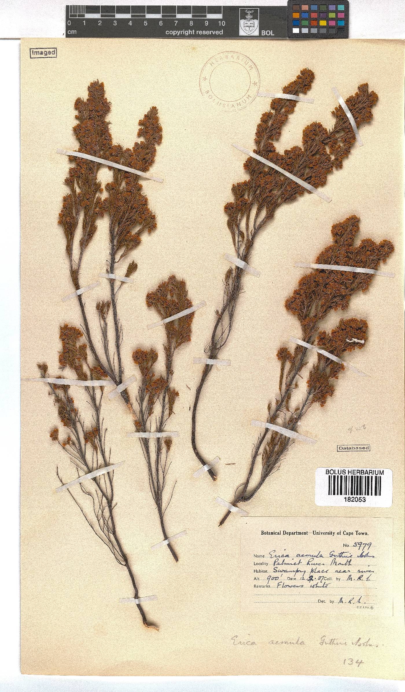 Erica aemula image