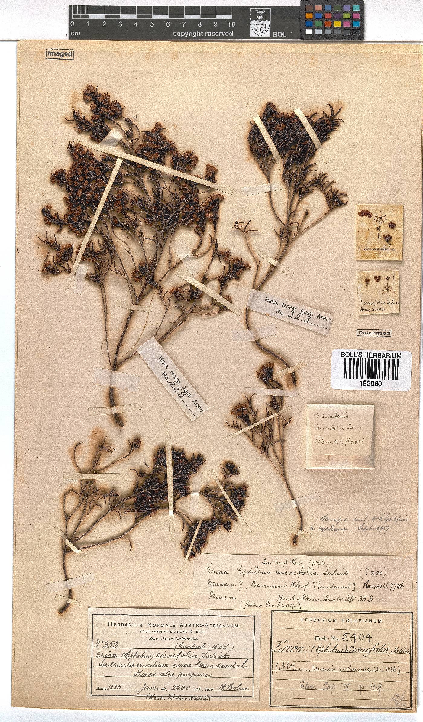 Erica sicifolia image