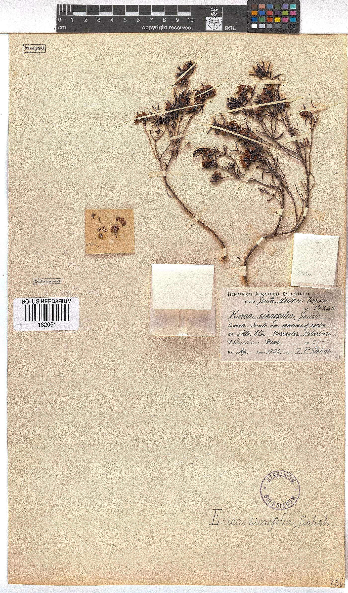 Erica sicifolia image