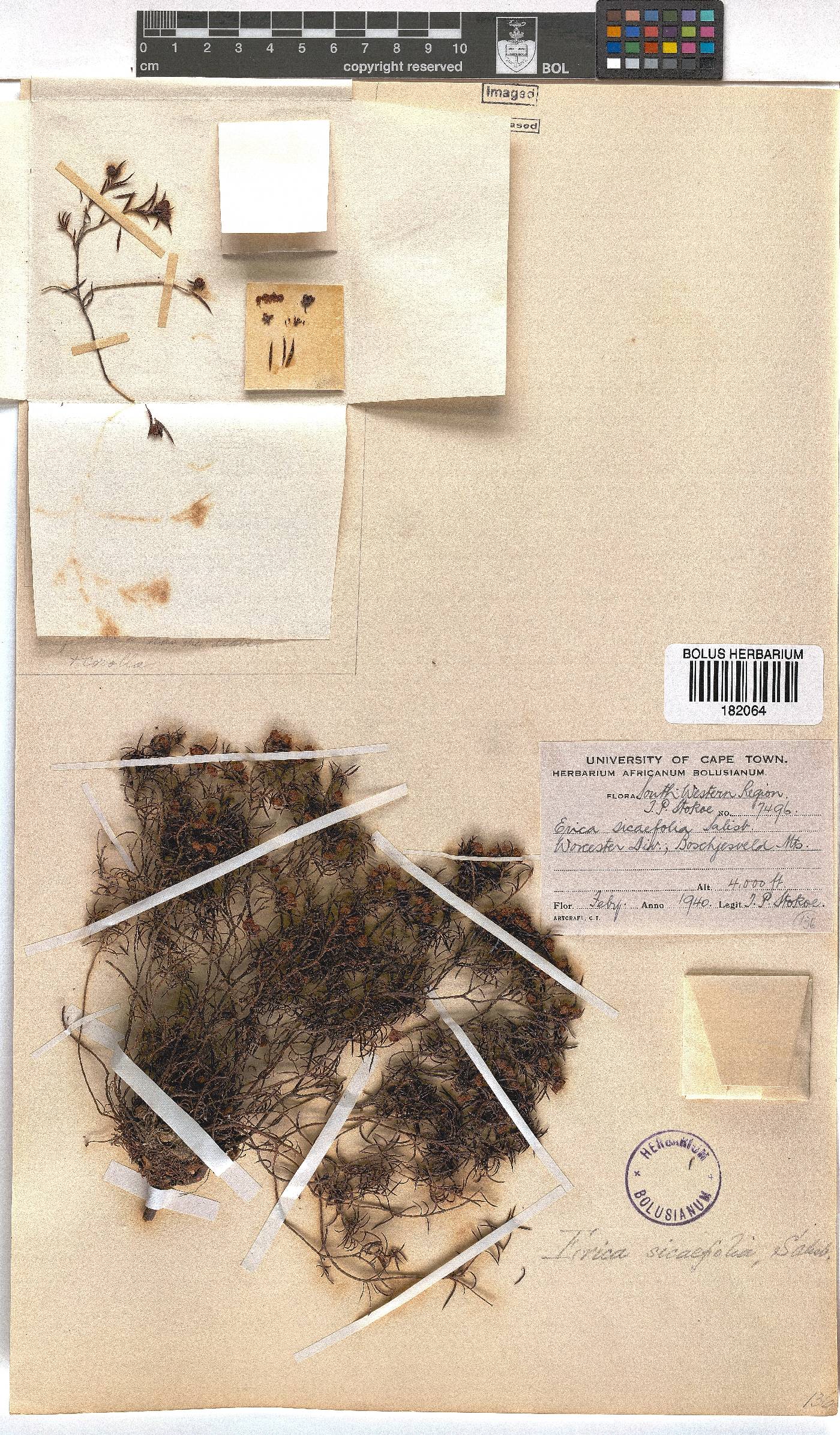 Erica sicifolia image