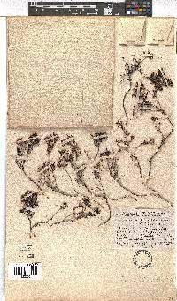 Erica sicifolia image