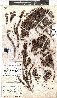 Erica podophylla image