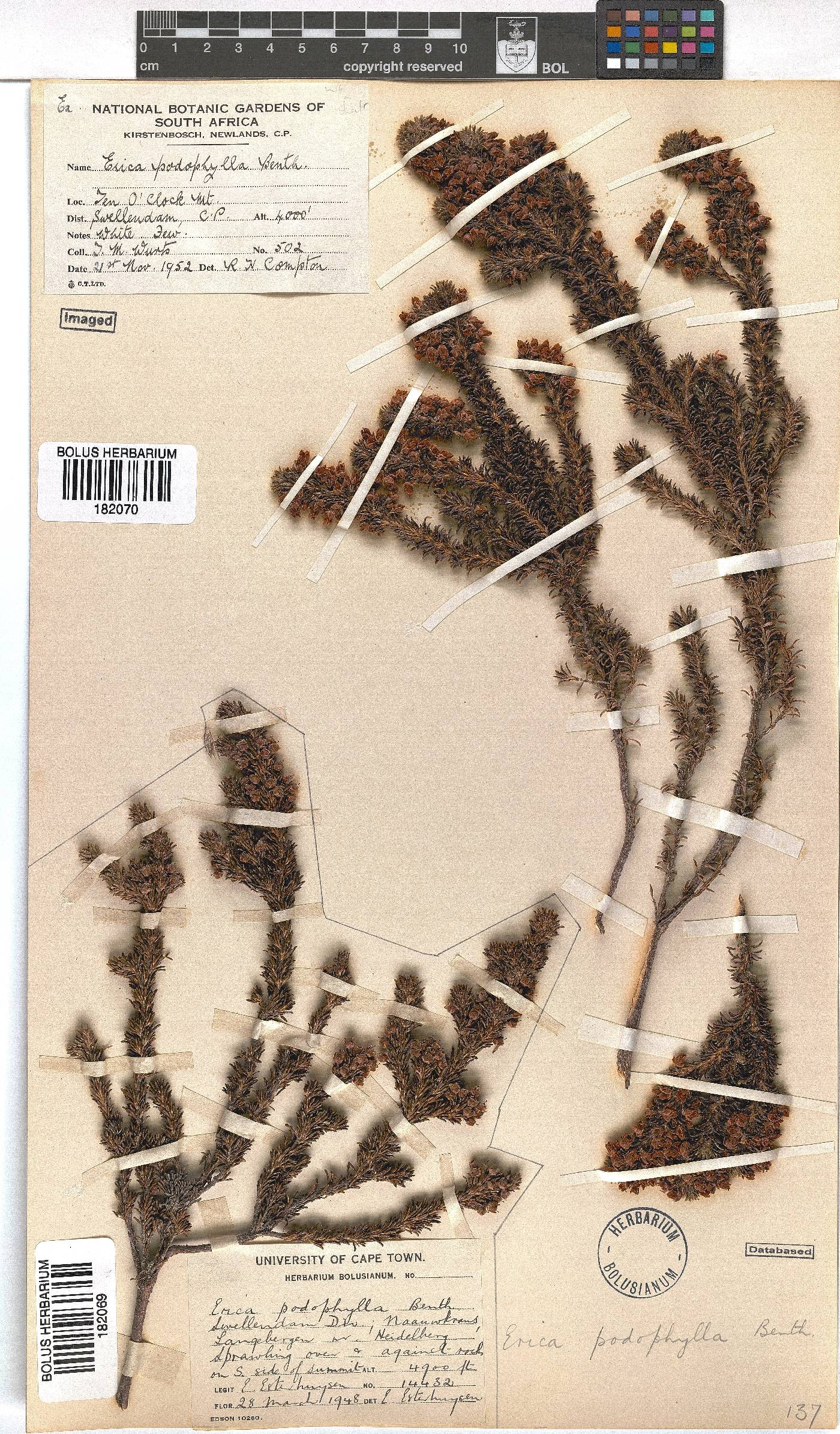 Erica podophylla image