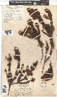 Erica podophylla image