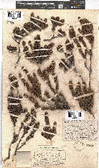 Erica podophylla image