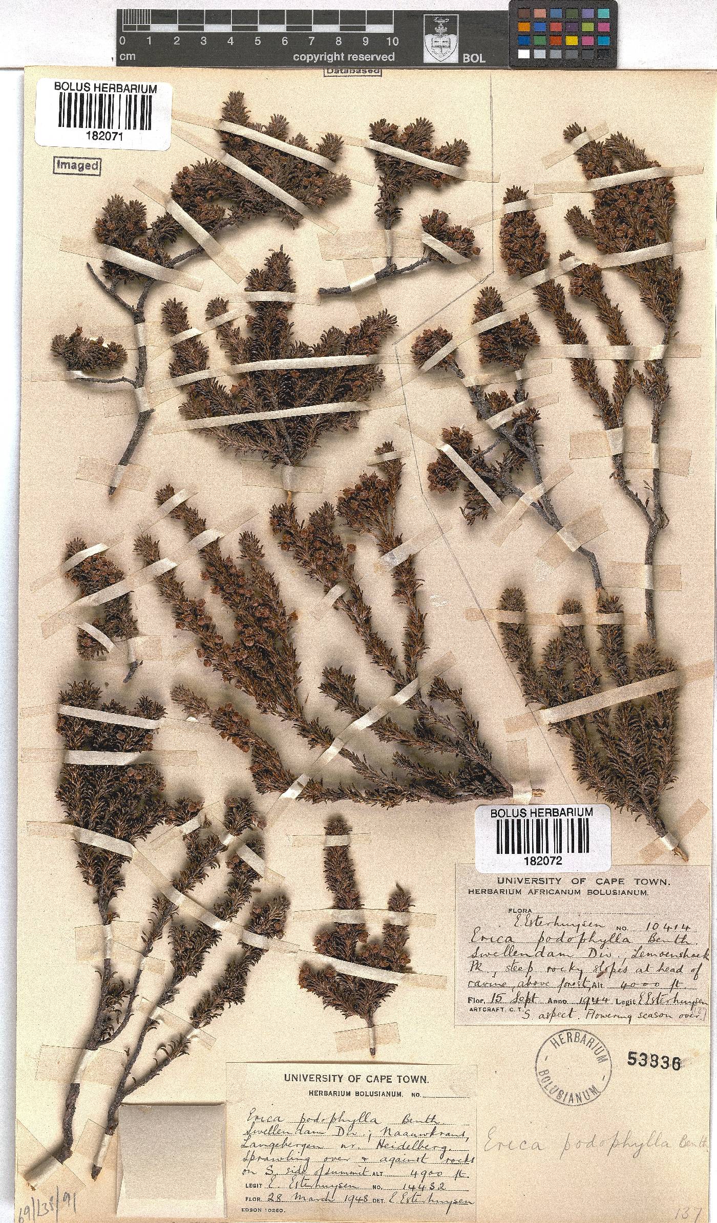 Erica podophylla image