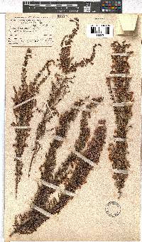 Erica propendens image