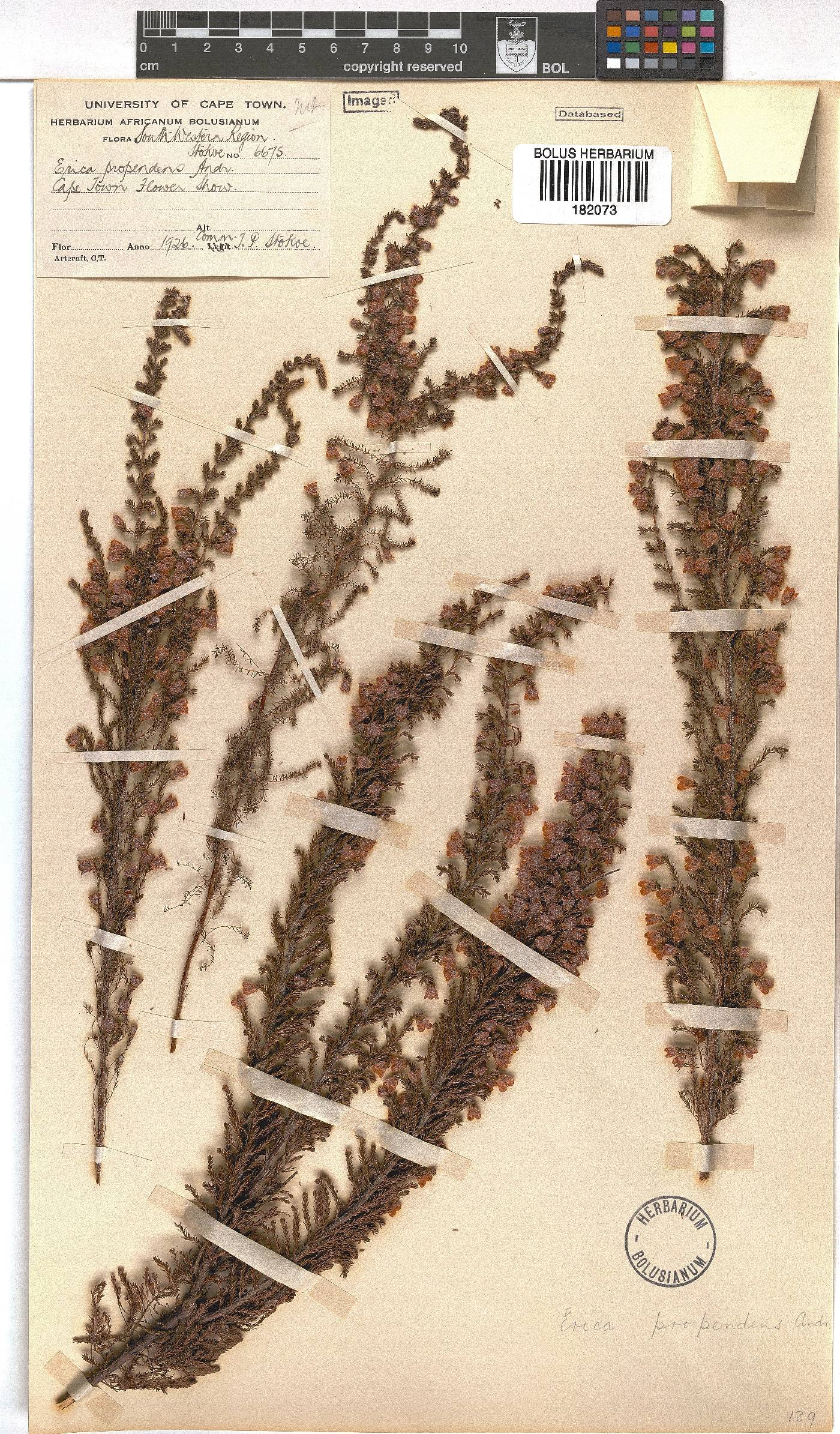 Erica propendens image