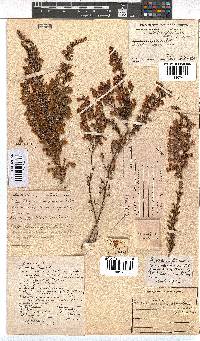 Erica propendens image