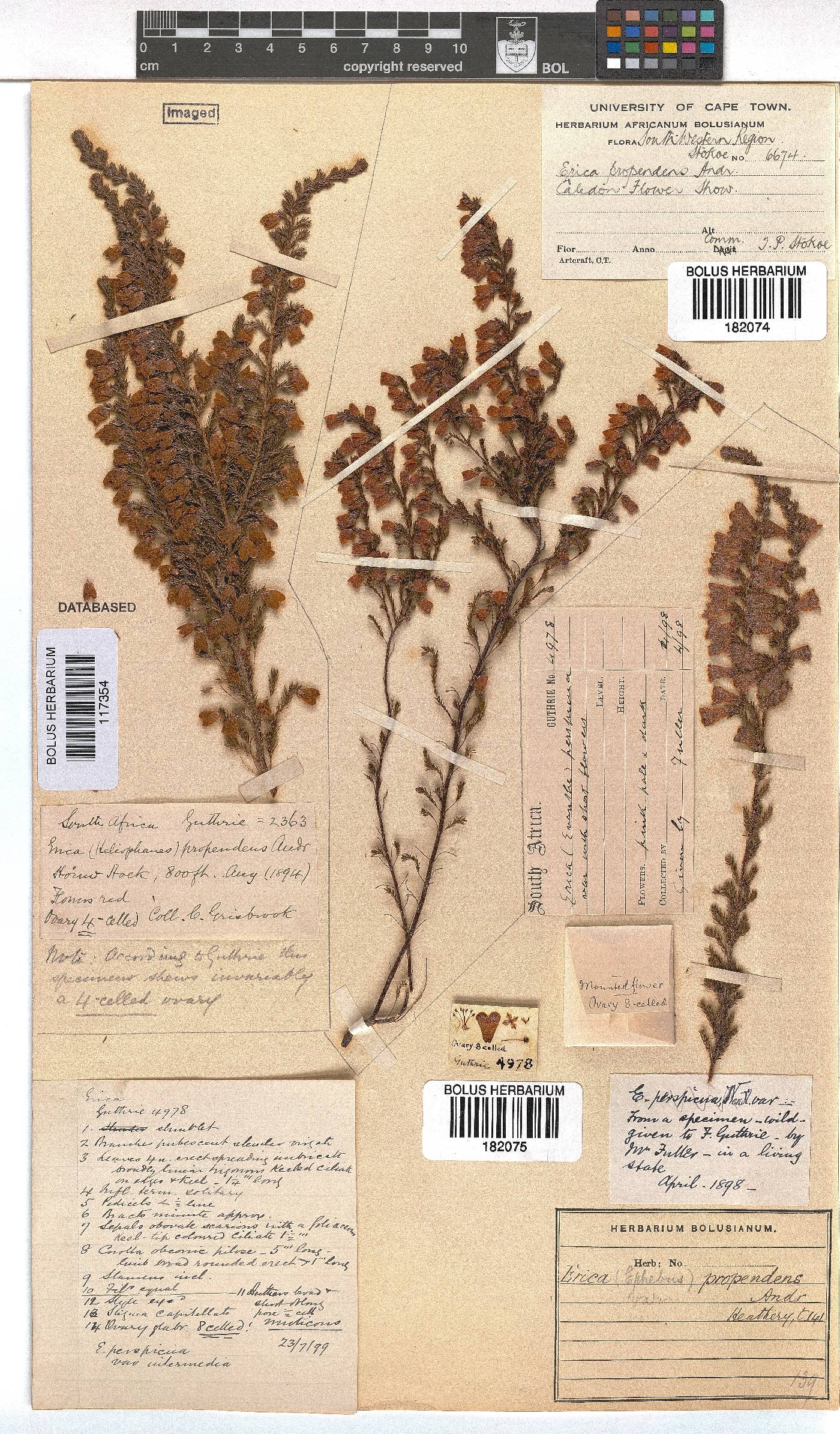 Erica propendens image