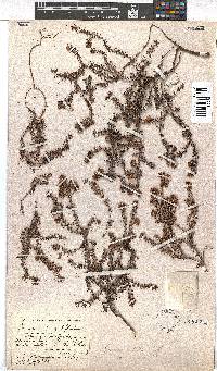 Erica setulosa image