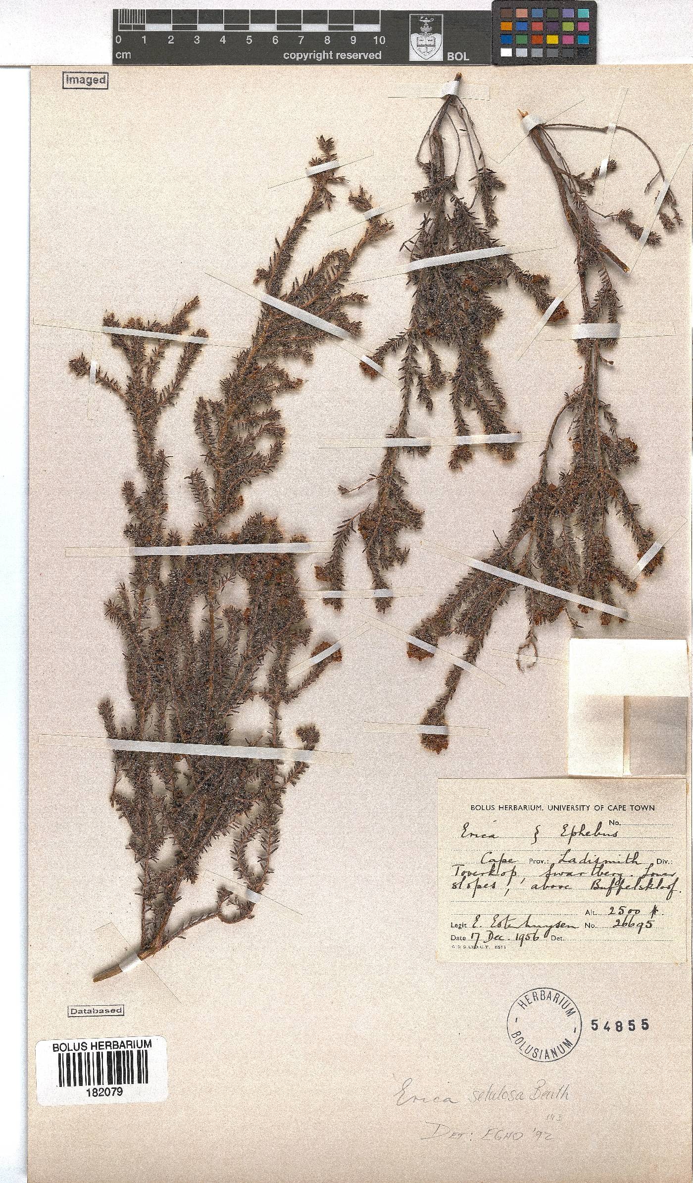 Erica setulosa image