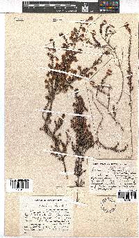 Erica setulosa image