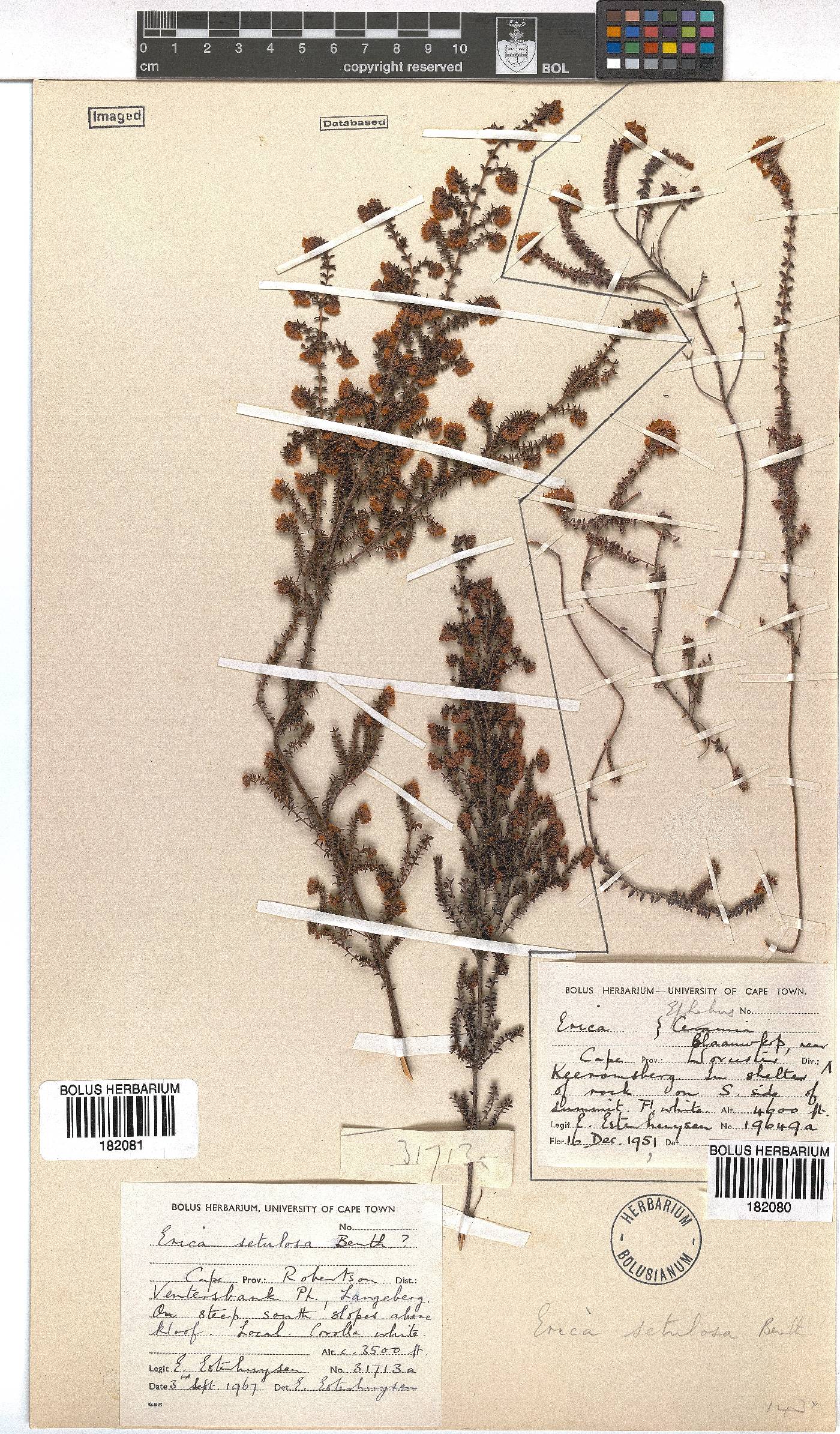 Erica setulosa image