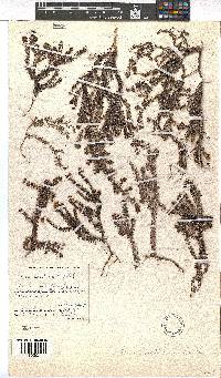 Erica setulosa image