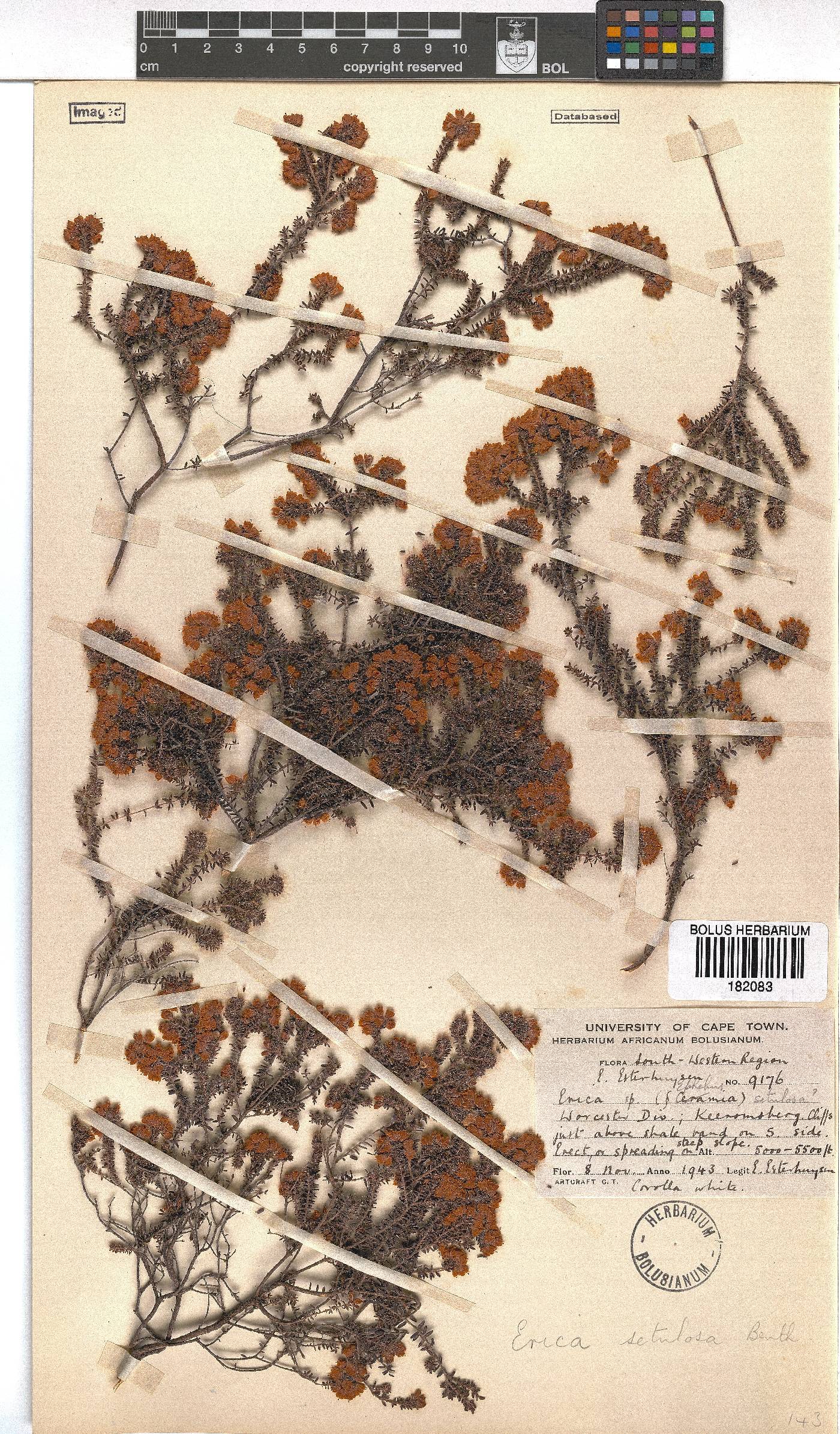 Erica setulosa image