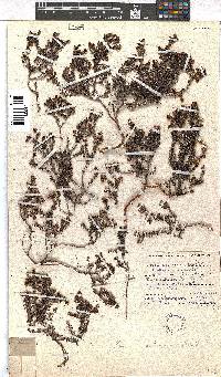 Erica setulosa image